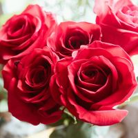 a group of red roses